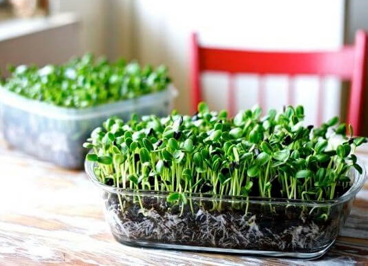 Стригти зелень, не виходячи з кухні: про користь і вигоду вирощування мікрогріну
